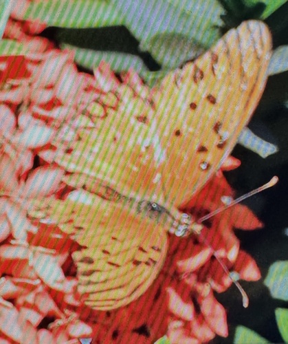 Gulf Fritillary