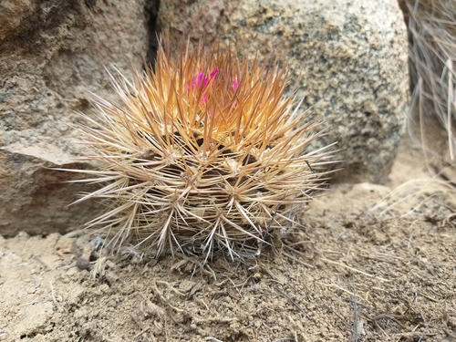 Eriosyce nigrihorrida