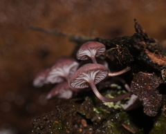 Mycena kurramulla