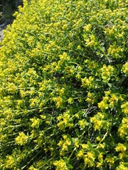 Euphorbia spinosa