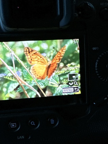 Mexican Fritillary