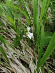 Viola accrescens