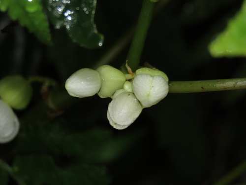 Image of Begonia longifolia by (c) chiuluan, some rights reserved (CC BY)