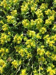 Euphorbia spinosa