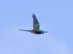 Psephotus haematonotus