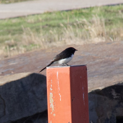 Rhipidura leucophrys