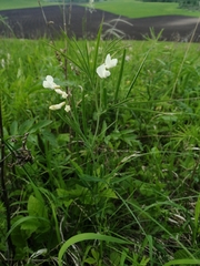 Lathyrus pannonicus