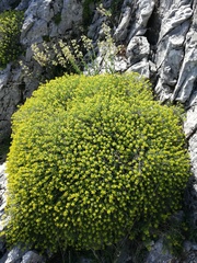 Euphorbia spinosa