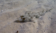 Aptychotrema rostrata