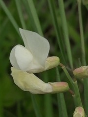 Lathyrus pannonicus