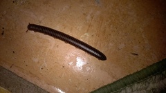 Orthoporus