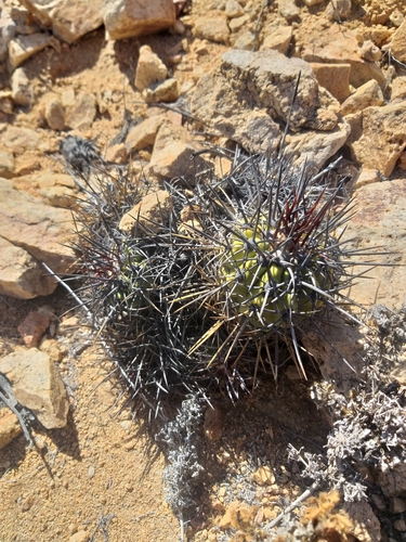 Copiapoa rupestris