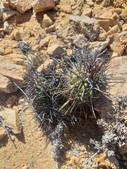 Copiapoa rupestris