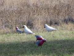 Eolophus roseicapilla