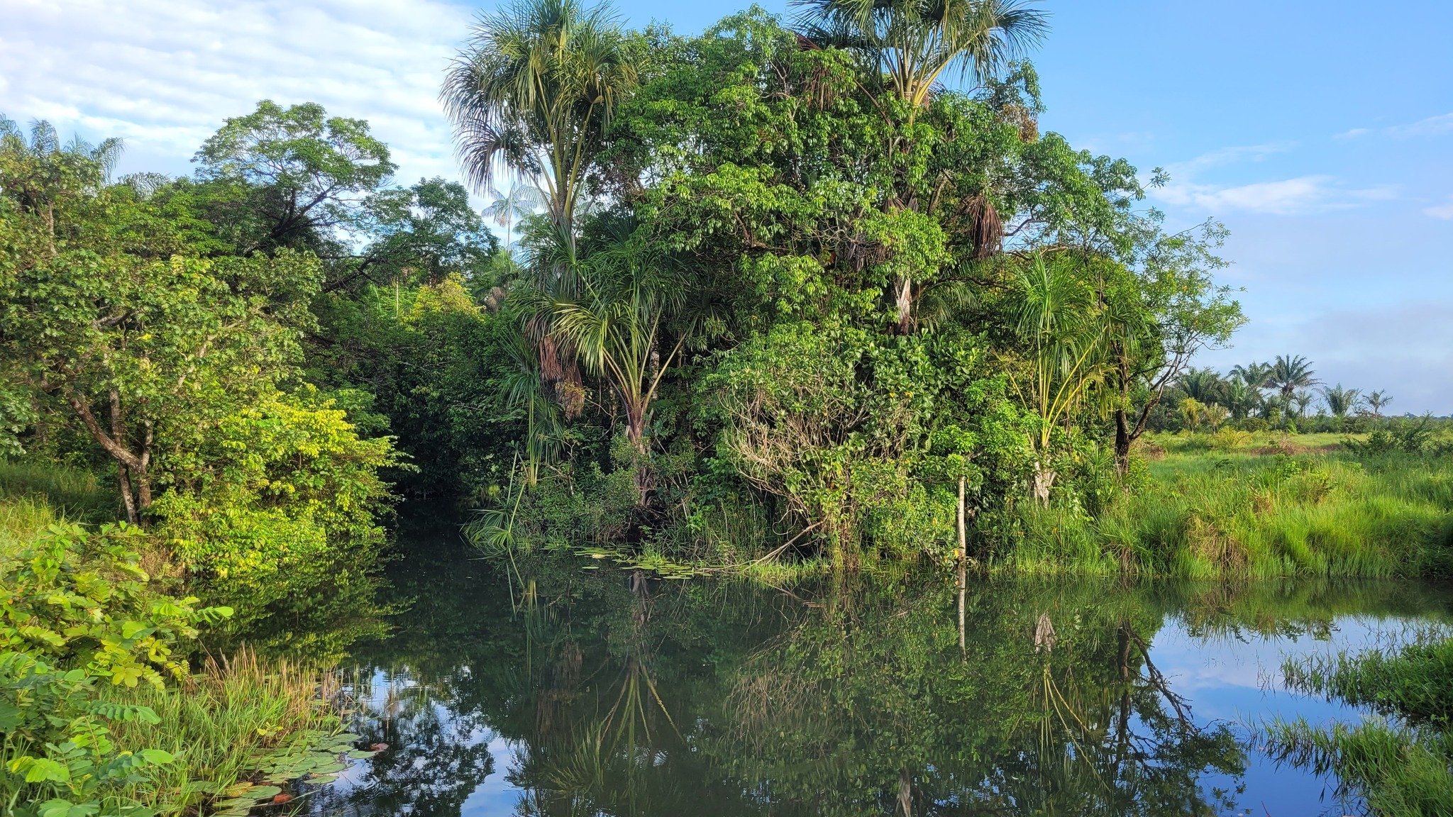 Mauritia flexuosa