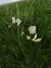 Lathyrus pannonicus