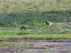 Psephotus haematonotus