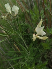 Lathyrus pannonicus