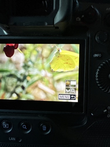 Marcellina Sulphur