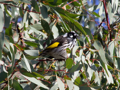 Phylidonyris novaehollandiae