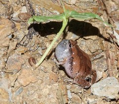 Microhyla mymensinghensis