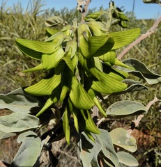 Crotalaria cunninghamii
