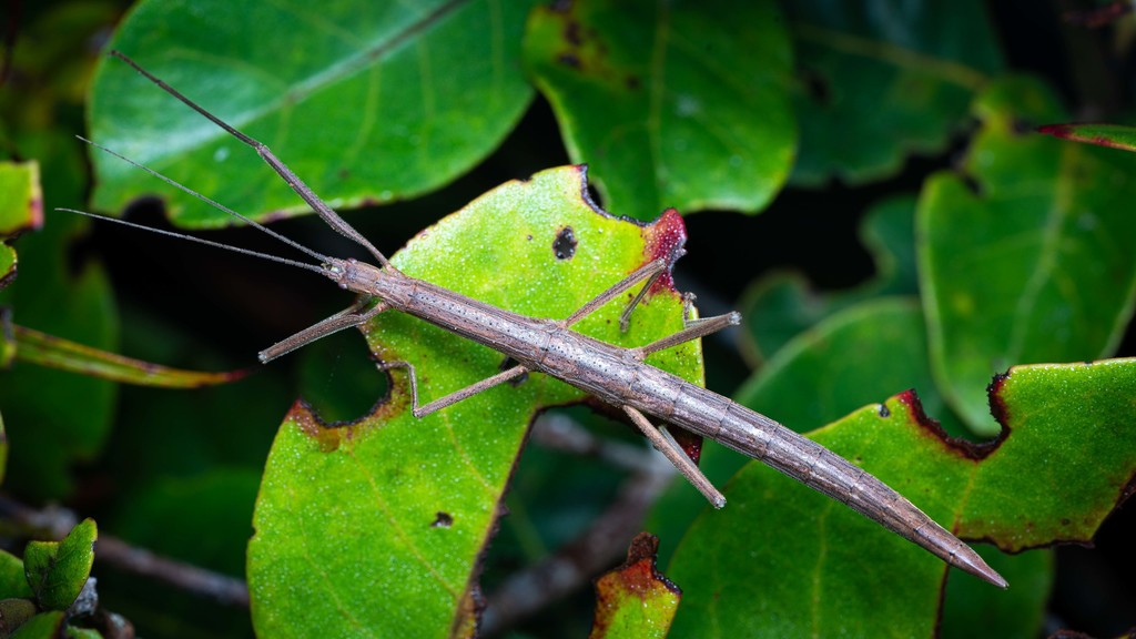Carlius fecundus