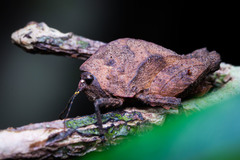 Hyperyboella orphania