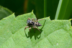 Habronattus borealis