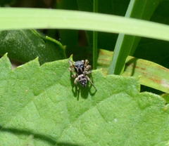 Habronattus borealis