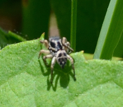 Habronattus borealis