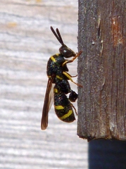 Leucospis