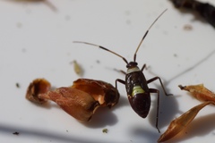 Closterotomus biclavatus