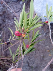 Tricalysia cryptocalyx image