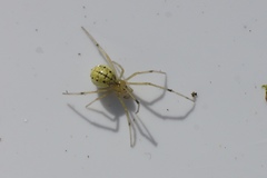 Enoplognatha ovata