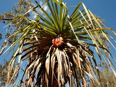 Pandanus spiralis