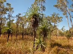 Pandanus spiralis