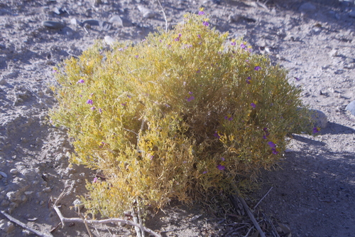 Image of Fagonia sinaica by no rights reserved