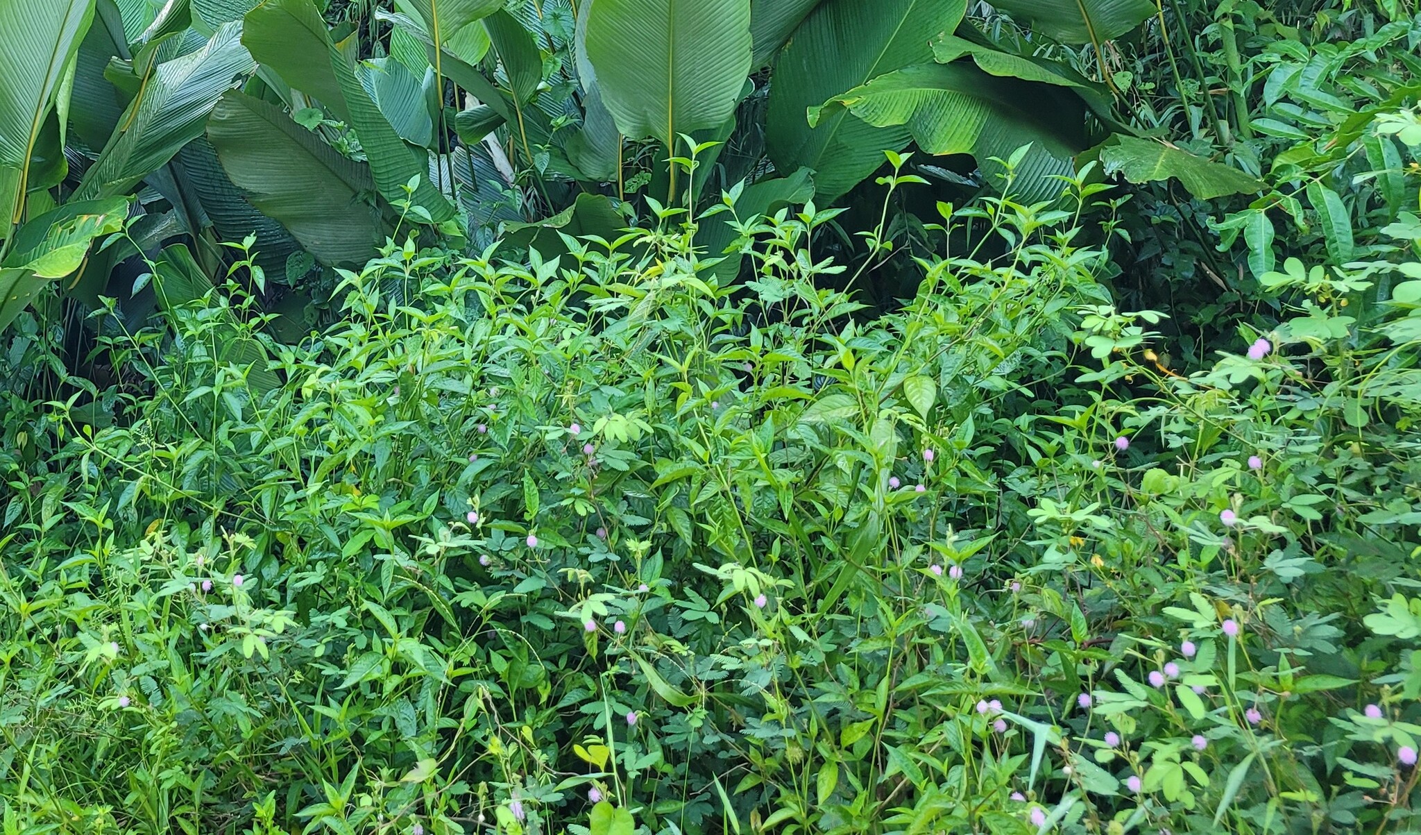 Mimosa pudica