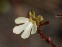 Stylidium schizanthum