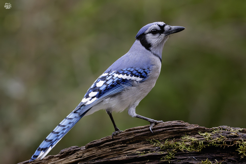 Blue Jay photographed in North Carolina