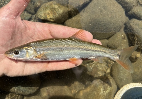 Sacramento Pikeminnow