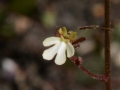 Stylidium schizanthum