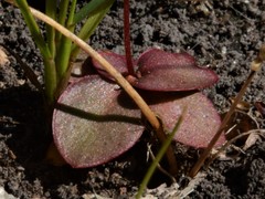 Stylidium schizanthum