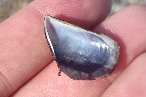 Mediterranean Mussel