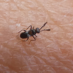 Cryptanusia