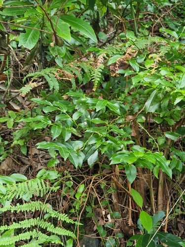 Image of Vaccinium padifolium by (c) Vítor Jorge, some rights reserved (CC BY)
