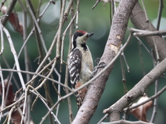 Dendrocopos analis