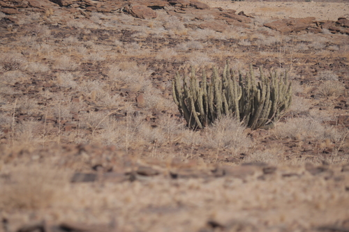 Image of Euphorbia virosa by no rights reserved
