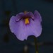 Utricularia lasiocaulis - Photo (c) Zig, some rights reserved (CC BY-NC-ND), uploaded by Zig
